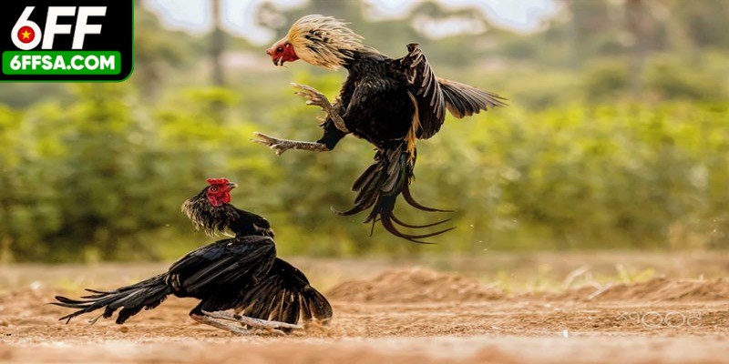 Có nhiều giống kê từ khắp các nước được chọn tham gia đá gà đòn